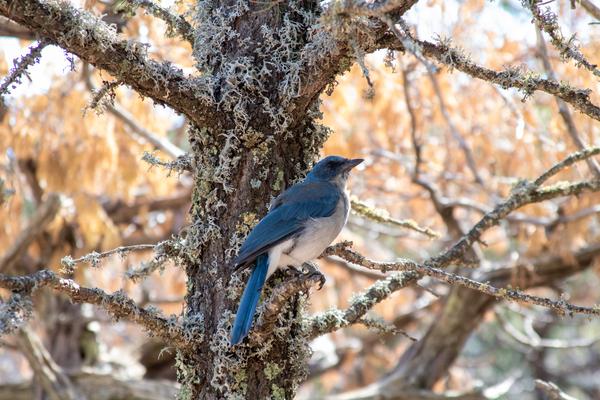 A Mexican Jay